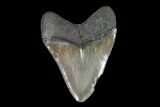 Fossil Megalodon Tooth - Georgia #95314-2
